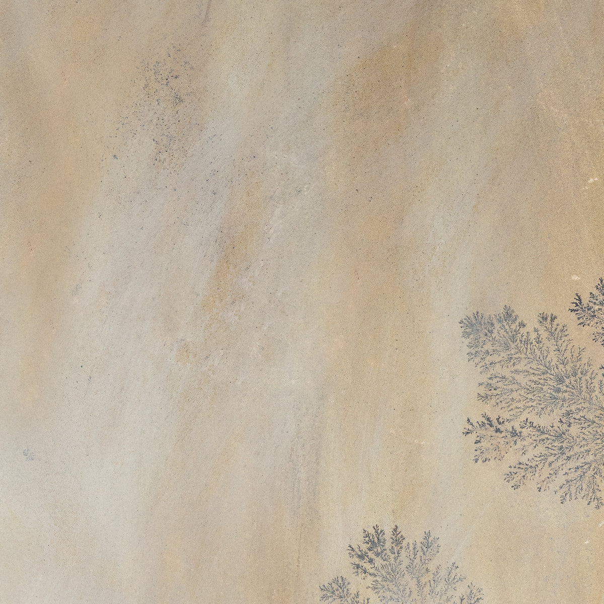 Fossil Sandstone Flagstone closeup