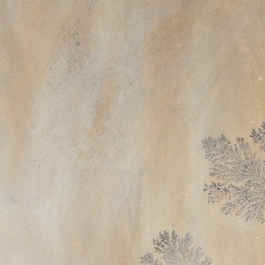 Fossil Sandstone Flagstone closeup